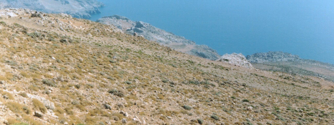 Brushwood in Crete